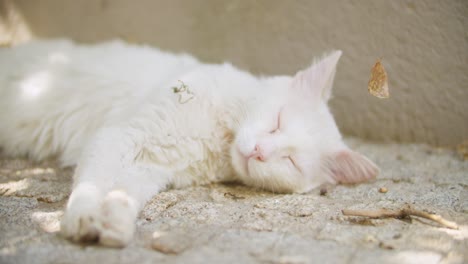 Weiße-Katze-Schläft-Im-Schatten