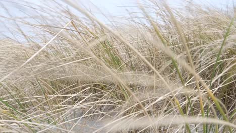 Close-up-of-marram-beach-grass-growing-on-sand-dunes-blowing-in-wild-windy-weather-in-Berneray,-Outer-Hebrides-of-Western-Scotland-UK