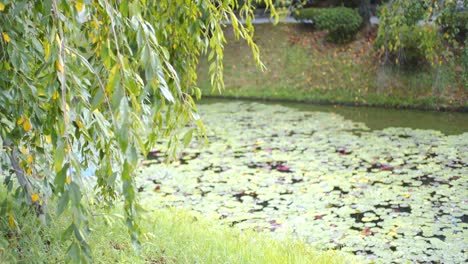 Grüne-Blätter-Hängen-Von-Einem-Alten-Baum-In-Einem-Traditionellen-Garten-Neben-Einem-Teich-Mit-Schwimmenden-Seerosenblättern-In-Kyoto,-Japan,-Sanfte-Beleuchtung-4k