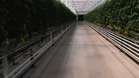 Automated-greenhouse-transport-system-for-tomatoes,-dolly-backward-view