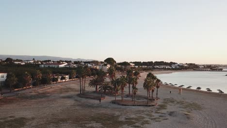 Aerial-rising-view-of-palm-trees-on-a-sandy-beach-early-morning-sunrise-Cambrils-province-of-Tarragona-Spain