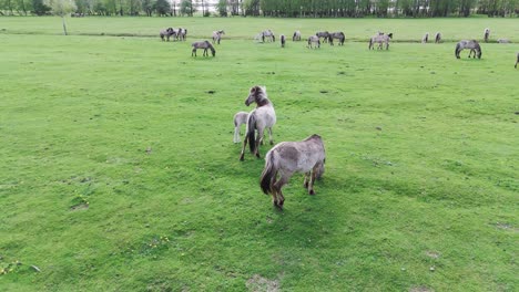 Wildpferde-Und-Auroxen-Kühe-Laufen-Auf-Dem-Feld-Des-Pape-Nationalparks,-Lettland