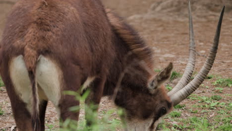 Antílope-Ruano-Comiendo-Hierba-En-El-Zoológico