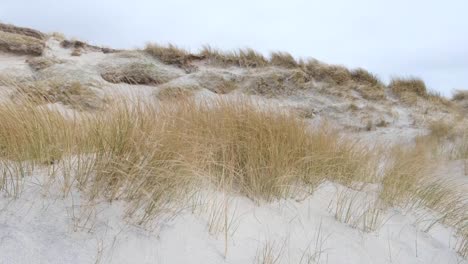 Scenic-view-of-turfs-of-marram-beach-grasses-growing-on-white-sand-dunes-moving-in-windy-weather-conditions-in-Berneray,-Outer-Hebrides-of-Western-Scotland-UK