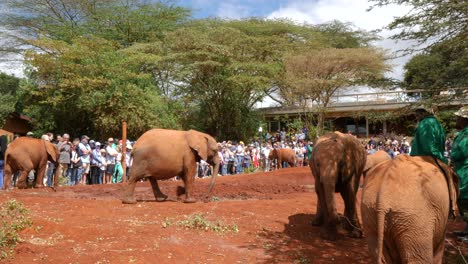 Elefantenkälber-Beim-Sheldrick-Wildlife-Trust,-Einem-Paradies-Für-Elefanten-Und-Nashörner,-Seitenansicht