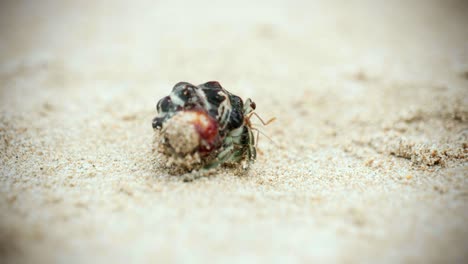 Imágenes-Cinematográficas-De-4k-De-Vida-Silvestre-Macro-De-Un-Cangrejo-Ermitaño-Comiendo-Y-Caminando-En-La-Playa-En-Cámara-Lenta