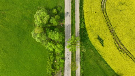 Una-Vista-Aérea-De-Arriba-Hacia-Abajo-De-Una-Carretera-Flanqueada-Por-Campos-Verdes-Y-Un-Campo-De-Colza-Amarillo,-Con-Un-Pequeño-Parche-De-árboles-Al-Borde-De-La-Carretera-Con-Un-Ciclista-En-La-Carretera