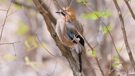 Eurasian-jay--Perched-on-a-tree