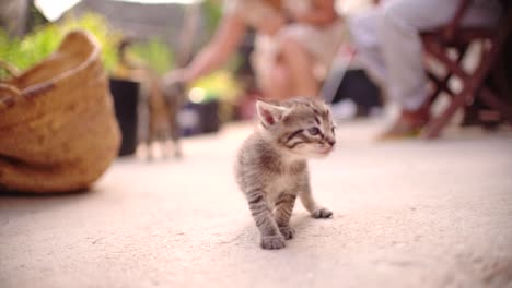 Süße-Kleine-Baby-Katzen-Wurf-Im-Korb-Lernen,-Im-Freien-Zu-Laufen