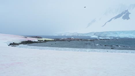 Colonia-De-Pingüinos-En-El-Paisaje-De-La-Antártida,-Pingüinos-Papúa-En-La-Nieve-Mientras-Nieva-En-Un-Clima-Frío-Y-Ventoso,-Vida-Silvestre-De-La-Península-Antártica-Y-Animales-En-Invierno-Con-Icebergs-Y-Un-Glaciar