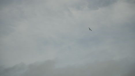 Pájaro-Volando-Por-El-Cielo-En-Cámara-Súper-Lenta-Hd-30p