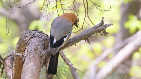 Eurasian-jay--Perched-on-a-tree