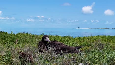 Brown-Booby-bird-hatching-on-cayo-de-agua-island,-Los-Roques-Archipelago
