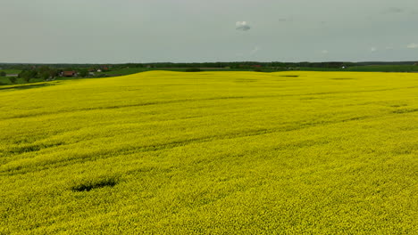 Una-Vista-Amplia-De-Los-Campos-De-Colza-Con-Un-Cielo-Parcialmente-Nublado,-Que-Muestra-La-Naturaleza-Expansiva-De-Los-Campos-Y-Las-Flores-Amarillas-Que-Se-Extienden-Hasta-El-Horizonte.