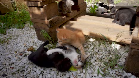 Newborn-cat---kitten-are-playing-joyfully-and-enjoying-in-daylight