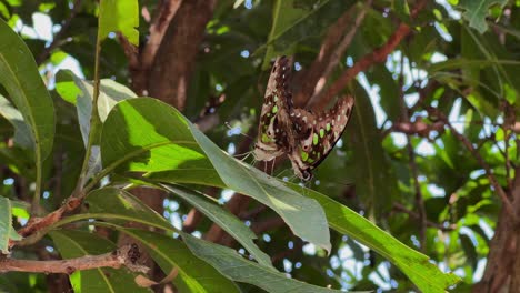 A-pair-of-the-tailed-jay-butterflies-mating-perch-on-the-leaves