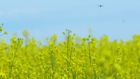 A-field-of-yellow-rapeseed-flowers-in-full-bloom,-extending-towards-the-horizon-under-a-bright-blue-sky