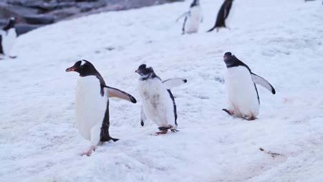 Laufende-Pinguine,-Lustige-Tierbabys-Mit-Zeitlupe-Eines-Eselspinguinkükens,-Das-Seine-Mutter-Auf-Einer-Pinguinstraße-In-Einer-Kolonie-In-Der-Antarktis-Jagt,-Tierwelt-Der-Antarktischen-Halbinsel-Im-Schnee