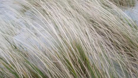Close-up-of-marram-beach-grass-on-sand-dunes-moving-and-dancing-in-wild-windy-weather-in-Berneray,-Outer-Hebrides-of-Western-Scotland-UK
