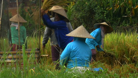 Rice-farmers-wearing-conical-hat-and-harvesting-rice-by-hand