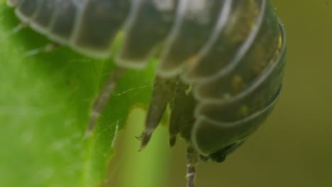 Macro-shot-of-armadillidium-vulgare-eating-leaf-in-garden