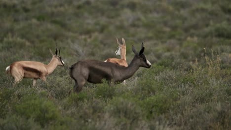 A-Springbuck-with-a-dark-colour-skin-variation-due-to-higher-levels-of-melatonin