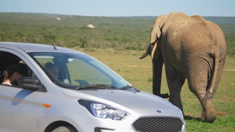 Elephant-walks-past-tourist-sitting-in-car-on-safari-tour