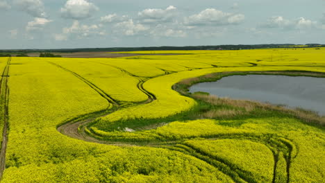 Una-Amplia-Vista-Aérea-De-Extensos-Campos-De-Colza-Amarilla-Bajo-Un-Cielo-Parcialmente-Nublado