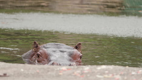 Cabeza-De-Hipopótamo-En-El-Agua-Mirando-A-Su-Alrededor