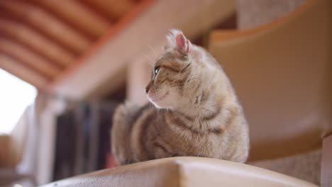 Viejo-Gato-Gris-Y-Blanco-Tirado-Fuera-De-La-Casa