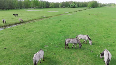 Wild-Horses-and-Auroxen-Cows-Running-in-the-Field-of-Pape-National-Park,-Latvia