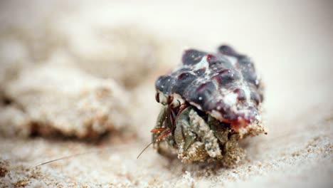 4K-Cinematic-macro-wildlife-footage-of-a-hermit-crab-eating-and-walking-on-the-beach-in-slow-motion