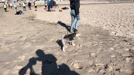 Persona-Paseando-A-Un-Perro-Schnauzer-En-La-Playa-Con-La-Correa