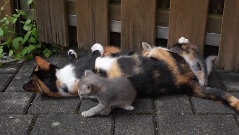 Katze,-Graue-Kätzchen-Neugeborene-Spielen-Freudig-Miteinander-Und-Fürsorglich