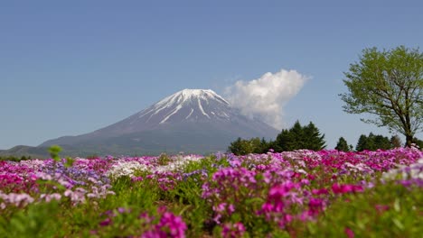 Unglaubliche-Frühlingslandschaft-Am-Fuji-Mit-Leuchtend-Blühenden-Blumen