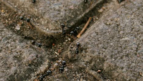Closeup-of-Black-garden-ant-colony-crawl-around-on-concrete-tiles