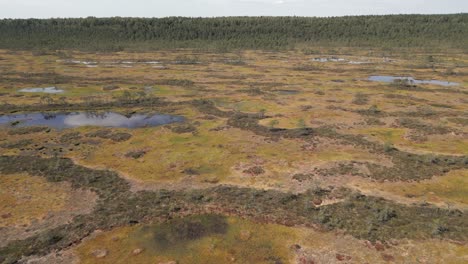 Paso-Elevado-Bajo-De-La-Turbera-De-Taiga-En-Escandinavia,-Norte-De-Europa