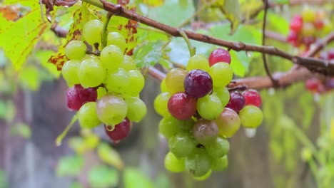 Eine-Weintraube-Am-Weinbaum-In-Einem-Weinberg