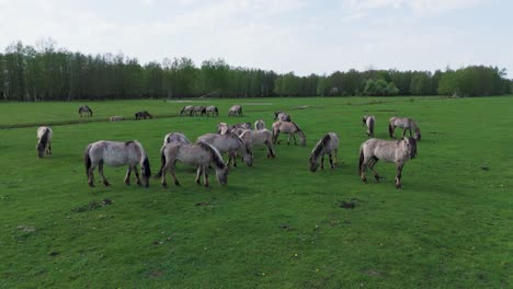 Wildpferde-Und-Auroxen-Kühe-Laufen-Auf-Dem-Feld-Des-Pape-Nationalparks,-Lettland