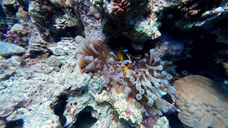 Red-Sea-Clownfish-Hiding-On-Sea-Anemone-In-Dahab,-Egypt