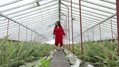 Low-angle-view-of-beautiful-female-in-vibrant-red-dress-walking-barefoot-inside-of-pineapple-greenhouse