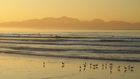 Menschen-Surfen-Während-Des-Sonnenaufgangs-Am-Goldenen-Strand,-Möwen-Im-Vordergrund