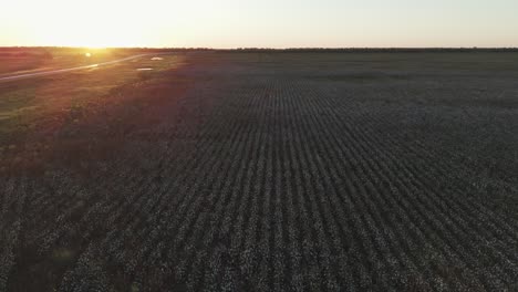 Drone-Vuela-Sobre-Una-Plantación-De-Algodón-En-Una-Impresionante-Puesta-De-Sol-En-Sudamérica,-Capturando-El-Paisaje-Sereno-Y-Pintoresco