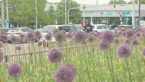 Lila-Blumen-Wachsen-Entlang-Der-Leopoldstadtstraße