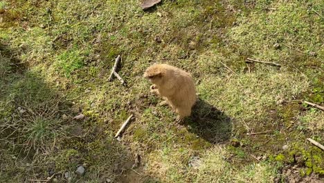 Prairie-dog-eating-fruit-in-grassy-habitat-on-sunny-day