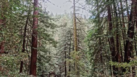 Muir-Woods-National-Park-Redwood-Trees-Tilt-Up,-California,-USA