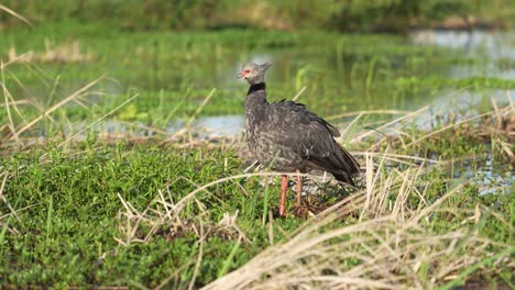 Wildlife-landscape-shot-of-a-wild-southern-screamer,-chauna-torquata-spotted-on-a-grassy-land-in-national-park,-Brazil