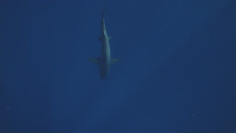 Topdown-shot-of-shark-swimming-down-middle-of-screen-in-deep-blue-sea