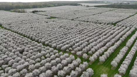 The-cherry-orchards-in-Door-County,-Wisconsin-are-in-full-bloom-in-the-spring-each-year