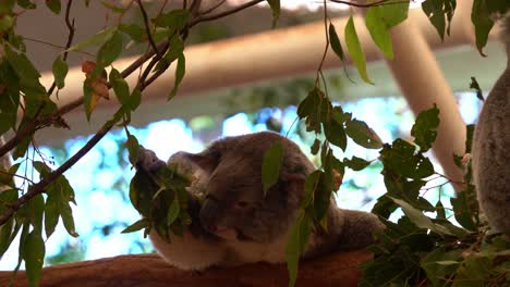 Lindo-Joey-Koala,-Phascolarctos-Cinereus,-Forrajeando-Activamente-En-El-árbol,-Agarrando-Una-Rama-De-Hojas-De-Eucalipto-Y-Masticándola,-Primer-Plano